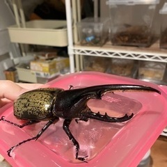 ヘラクレスオオカブト♂