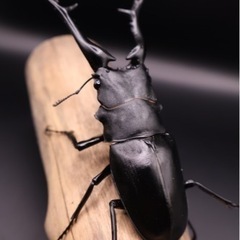 ギラファノコギリクワガタ♂