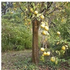 🎵宮大工制作で、素材は花梨の木🌲　現在、高級料亭や高級旅館などで使われている高級座卓になります🎵の画像