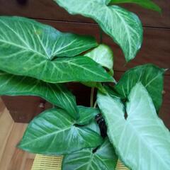 シンゴニウムの画像