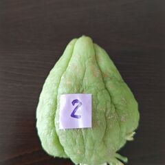 ハヤトウリ　種　緑色　②の画像