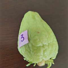ハヤトウリ　種　緑色　③の画像