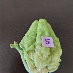 ハヤトウリ　種　緑色　⑤
