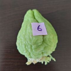 ハヤトウリ　種　緑色　⑥の画像