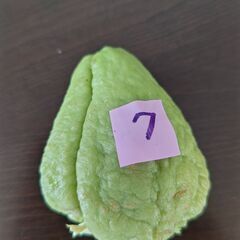ハヤトウリ　種　緑色　⑦の画像