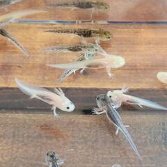 ウーパールーパー稚魚(3月孵化)　の画像