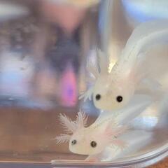 ウーパールーパー稚魚(3月孵化)　の画像