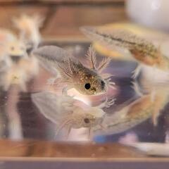 ウーパールーパー稚魚(3月孵化)　の画像