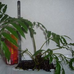 リュウビンタイ　抜き苗