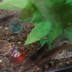 ホトケドジョウ　3匹1300円の画像