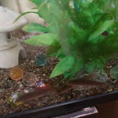 ホトケドジョウ　3匹1300円の画像