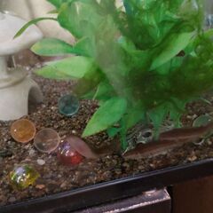 ホトケドジョウ　3匹1300円の画像