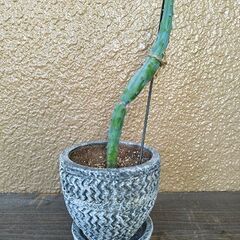 ★無料でさしあげます◎★　【多肉植物】　竜神木　かわいい鉢つき　...