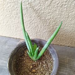 ★無料でさしあげます◎★　【多肉植物】　サンセベリア　21cmほどの画像