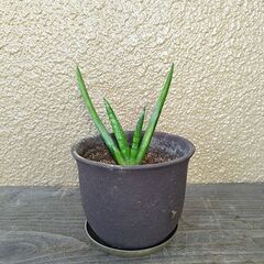 ★無料でさしあげます◎★　【多肉植物】　サンセベリア　21cmほど