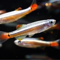温帯魚　アカヒレ3匹とゴールデンアカヒレ2匹