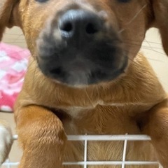 ロットワイラーMIX 元気いっぱいの　えまちゃん − 長野県