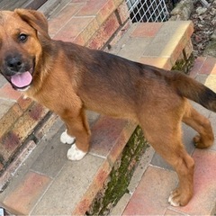 ロットワイラーMIX 元気いっぱいの　えまちゃん - 犬