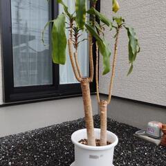 観葉植物 差し上げます!!
