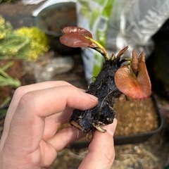 睡蓮子株　