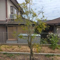 シマトネリコ