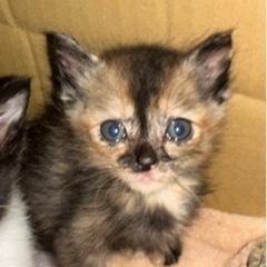 子猫