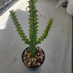 🌱最近はやりのユーフォルビア🌱