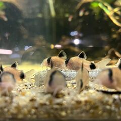 小型熱帯魚　14匹