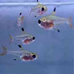 小型熱帯魚　14匹の画像