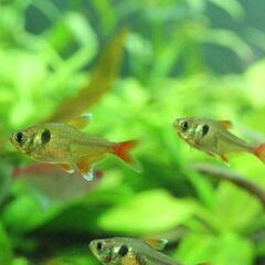 小型熱帯魚　14匹の画像