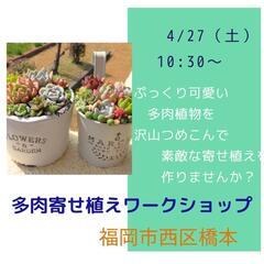 多肉植物寄せ植えワークショップ🌵
