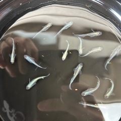 黒ミユキ メダカの画像
