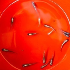 黒ミユキ メダカの画像