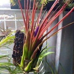 Tillandsia　Joel