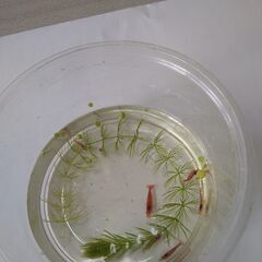 【エビ】レッドチェリーシュリンプ５匹200円の画像