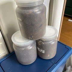 オオクワガタ幼虫
