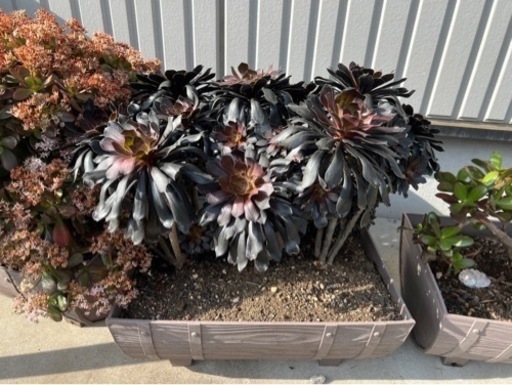 植物