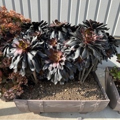 植物