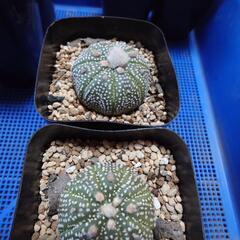 サボテン「兜」の画像
