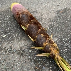 4月14日 春のお届け物でチャーハン作ろう - 菊池郡