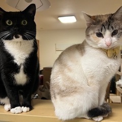 ♀くぅちゃん　推定３歳
