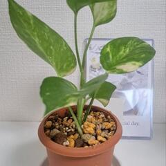 🌿ポトス ゴールデン(ミニサイズ)🌿①