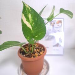 🌿ポトス ゴールデン(ミニサイズ)🌿②の画像