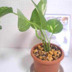 🌿ポトス ゴールデン(ミニサイズ)🌿②の画像