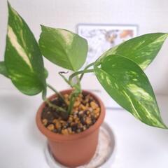 🌿ポトス ゴールデン(ミニサイズ)🌿②の画像