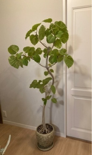 ウンベラータ　植木