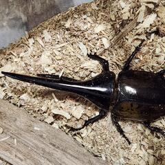 ヘラクレスオオカブト