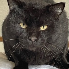 不貞腐れた顔がたまらない黒猫クロくん