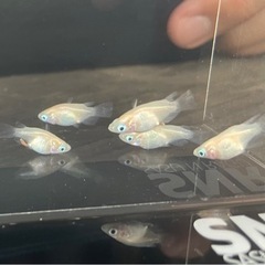 メダカ　ピュアホワイトダルマ