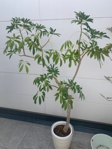 シェフレラ観葉植物ガーデニング